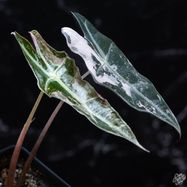 Alocasia sanderiana 'Nobilis' pink variegated (wk3-A)