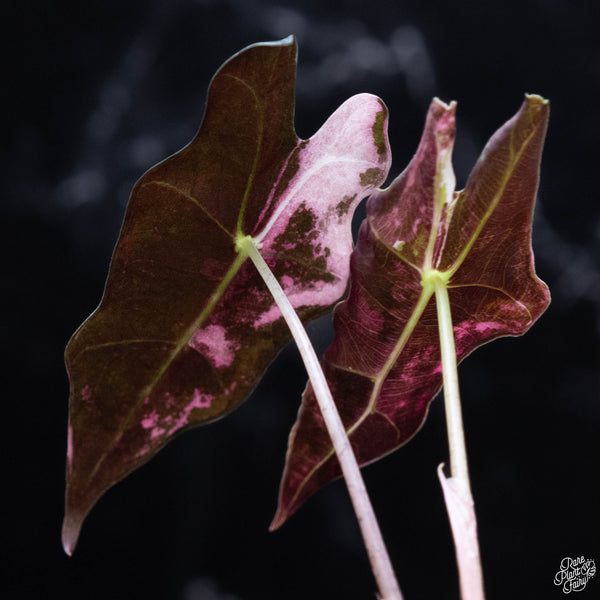 Alocasia sanderiana 'Nobilis' pink variegated (wk3-A)