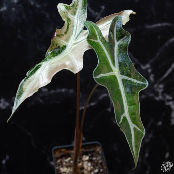 Alocasia sanderiana 'Nobilis' pink variegated (wk3-B)