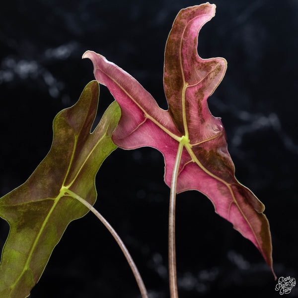 Alocasia sanderiana 'Nobilis' pink variegated (wk3-B)