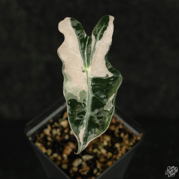 Alocasia sanderiana 'Nobilis' pink variegated (wk4-A)