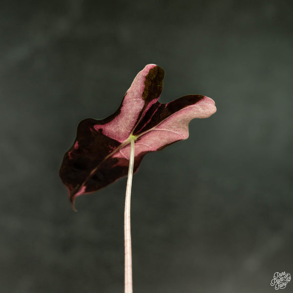 Alocasia sanderiana 'Nobilis' pink variegated (wk4-A)