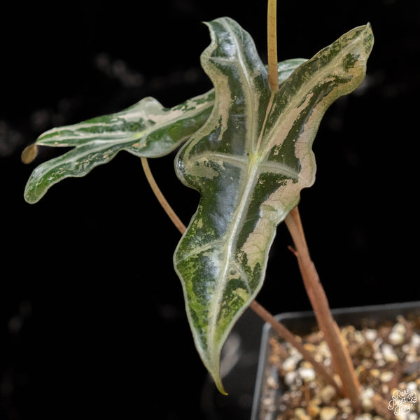 Alocasia sanderiana 'Nobilis' pink variegated (A49)