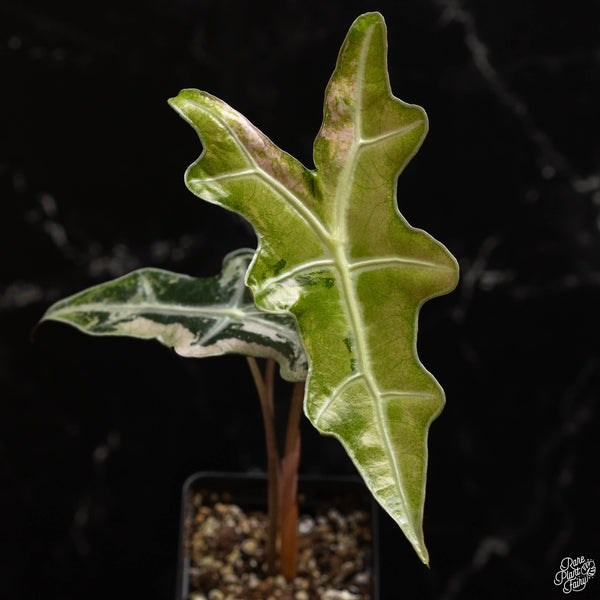 Alocasia sanderiana 'Nobilis' pink variegated (A49)