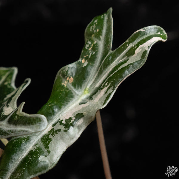 Alocasia sanderiana 'Nobilis' pink variegated (A49)