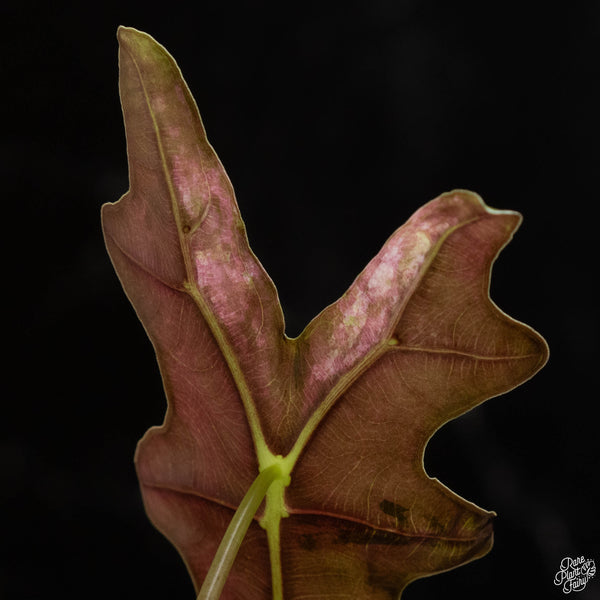 Alocasia sanderiana 'Nobilis' pink variegated (A49)