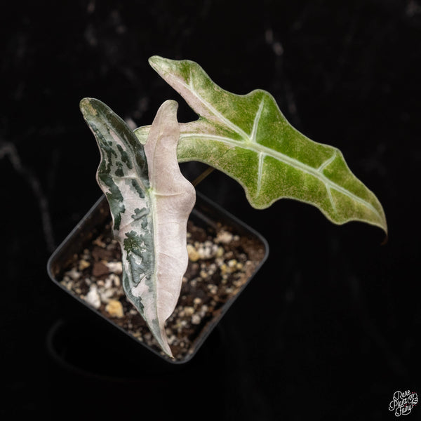 Alocasia sanderiana 'Nobilis' pink variegated (B46)