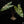 Load image into Gallery viewer, Alocasia sanderiana aurea variegated (A50)
