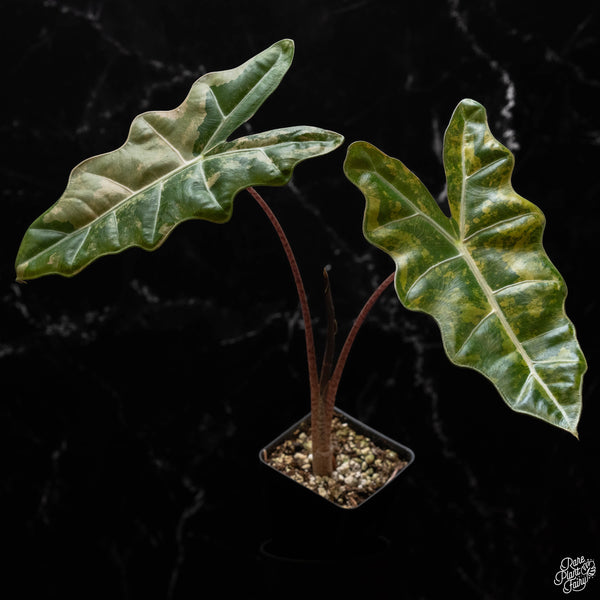 Alocasia sanderiana aurea variegated (A50)