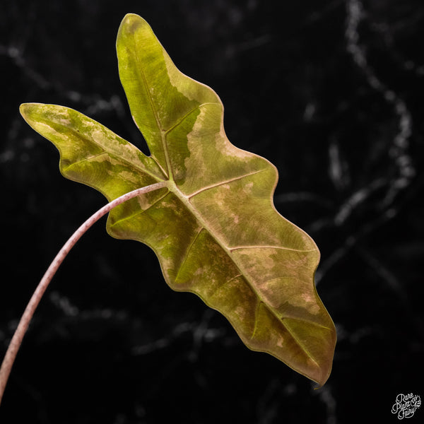 Alocasia sanderiana aurea variegated (A50)