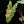 Load image into Gallery viewer, Alocasia sanderiana aurea variegated (A50)
