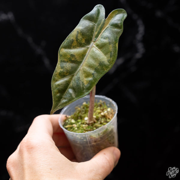 Alocasia sanderiana aurea variegated (B52)