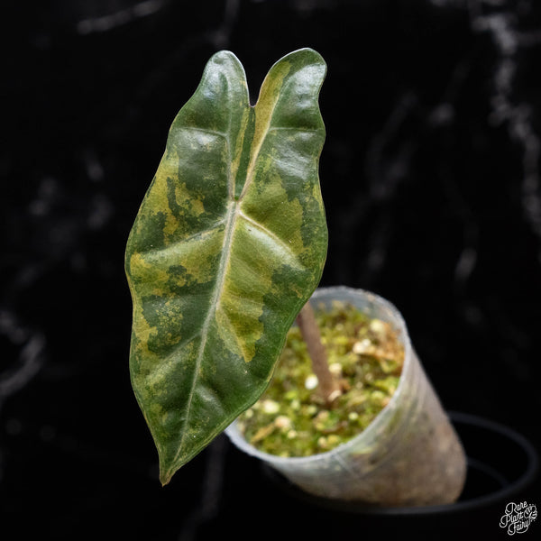 Alocasia sanderiana aurea variegated (B52)