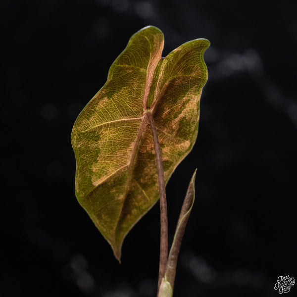 Alocasia sanderiana aurea variegated (B52)