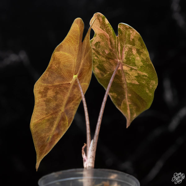 Alocasia sanderiana aurea variegated (1B)