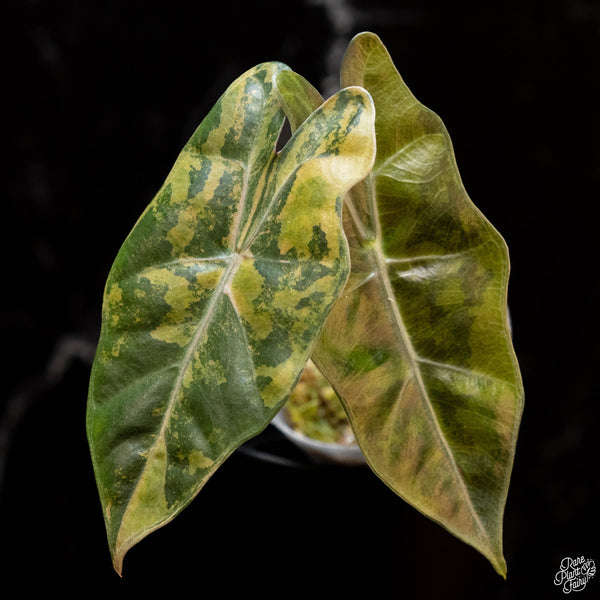 Alocasia sanderiana aurea variegated (1B)