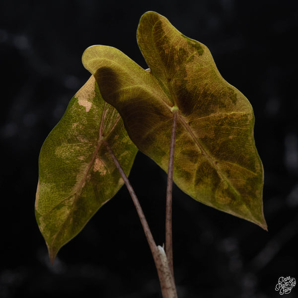 Alocasia sanderiana aurea variegated (wk2-A)