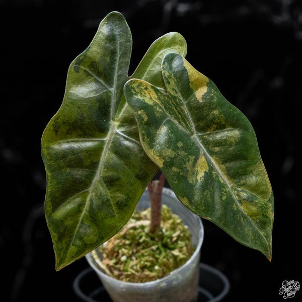 Alocasia sanderiana aurea variegated (wk2-A)