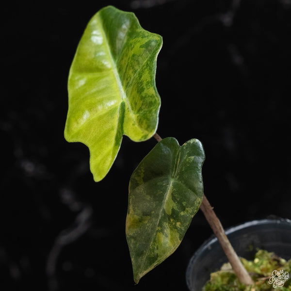 Alocasia sanderiana aurea variegated (wk2-B)