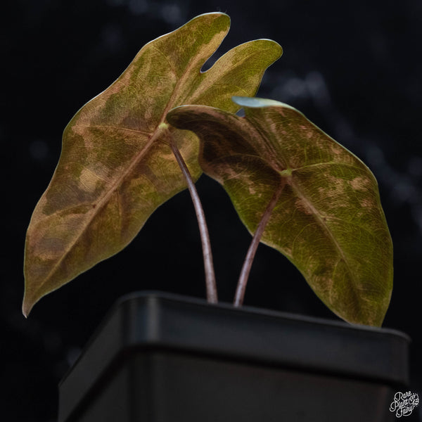 Alocasia sanderiana aurea variegated (wk3-C)