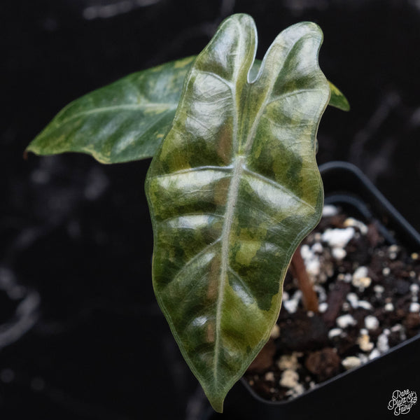 Alocasia sanderiana aurea variegated (wk3-C)