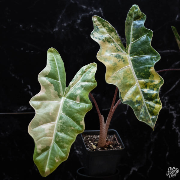 Alocasia sanderiana aurea variegated (wk3-D) *Corming Size*