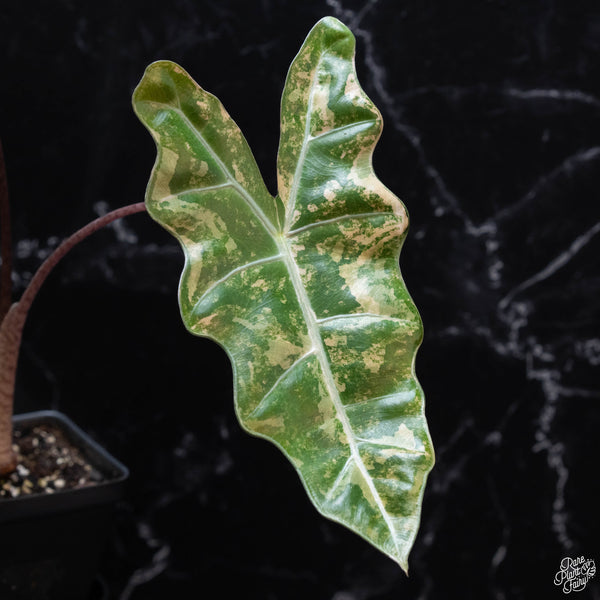 Alocasia sanderiana aurea variegated (wk3-D) *Corming Size*