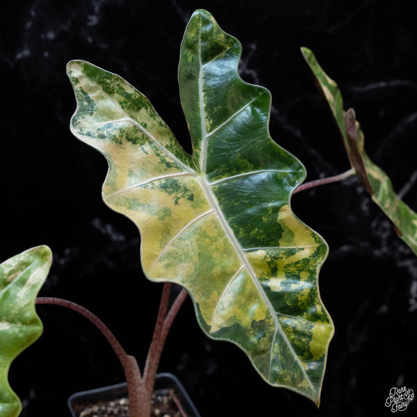 Alocasia sanderiana aurea variegated (wk3-D) *Corming Size*