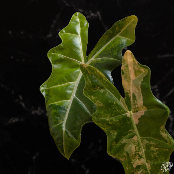 Alocasia sanderiana aurea variegated (A48)