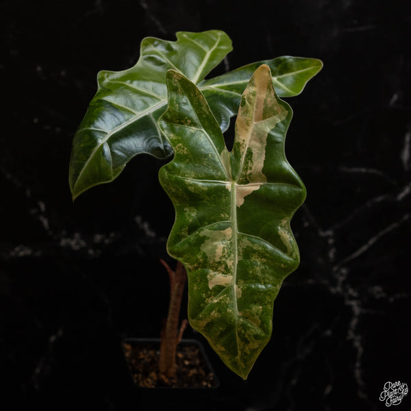 Alocasia sanderiana aurea variegated (A48)