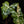 Load image into Gallery viewer, Alocasia sanderiana aurea variegated (A48)
