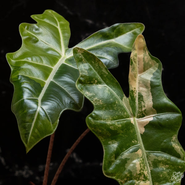 Alocasia sanderiana aurea variegated (A48)