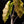 Load image into Gallery viewer, Alocasia sanderiana aurea variegated (A51)
