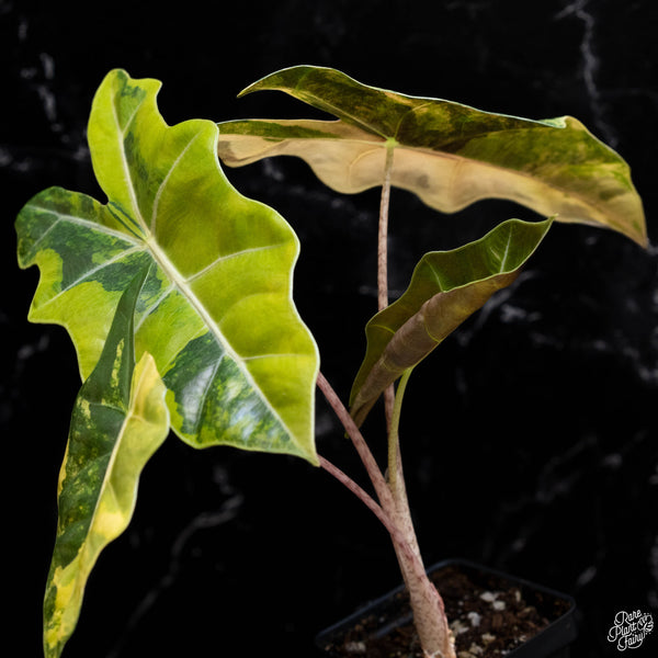 Alocasia sanderiana aurea variegated (A51)