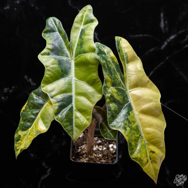 Alocasia sanderiana aurea variegated (A51)