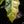 Load image into Gallery viewer, Alocasia sanderiana aurea variegated (A51)
