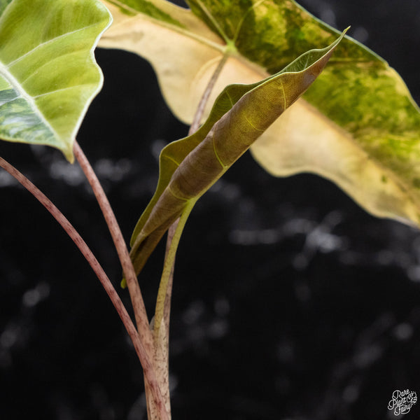 Alocasia sanderiana aurea variegated (A51)