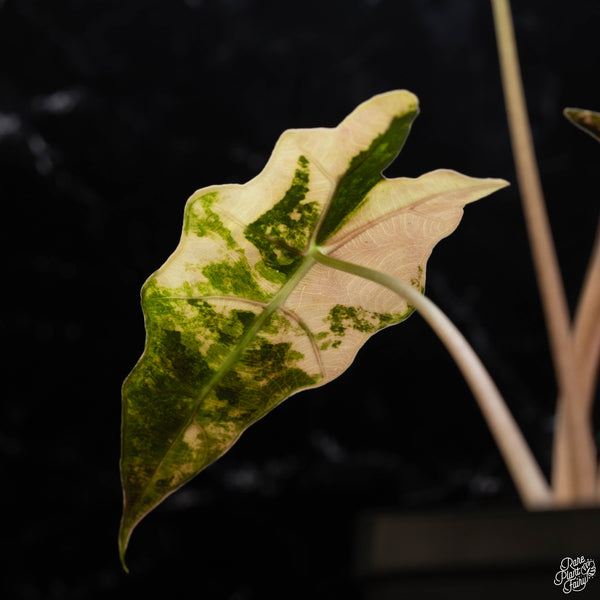 Alocasia sanderiana aurea variegated (B51)