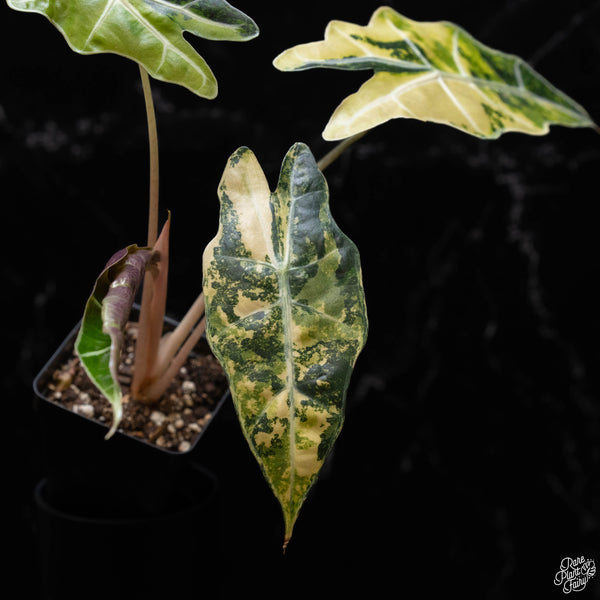 Alocasia sanderiana aurea variegated (B51)