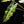 Load image into Gallery viewer, Alocasia sanderiana aurea variegated (B51)
