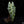 Load image into Gallery viewer, Alocasia sanderiana aurea variegated (C51)
