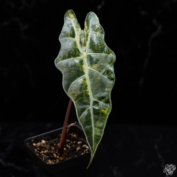 Alocasia sanderiana aurea variegated (C51)