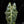 Load image into Gallery viewer, Alocasia sanderiana aurea variegated (C51)
