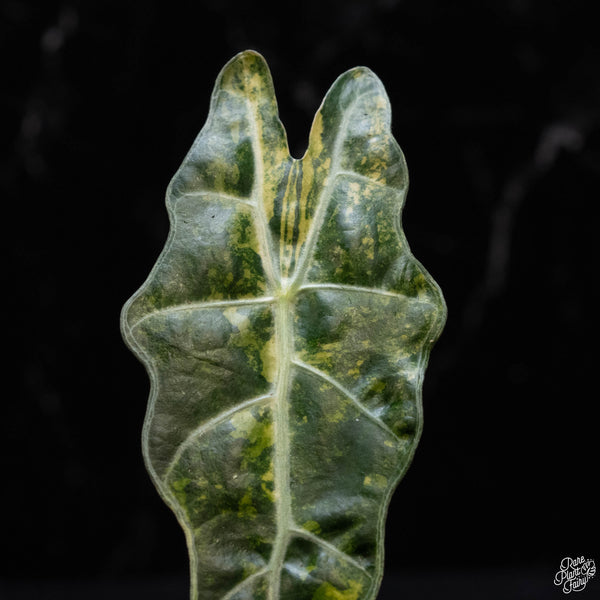 Alocasia sanderiana aurea variegated (C51)