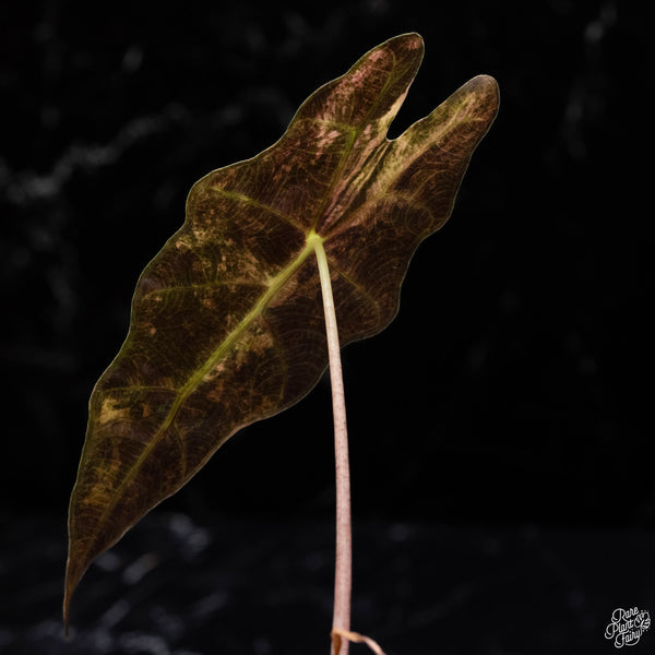 Alocasia sanderiana aurea variegated (C51)