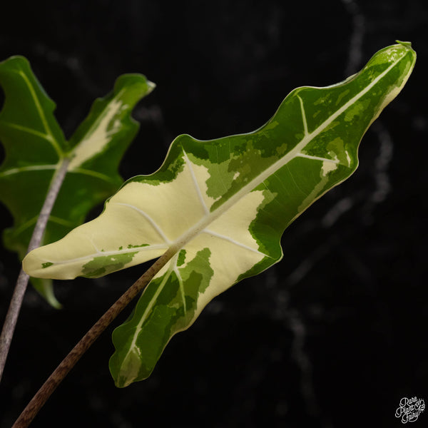 Alocasia sarian albo variegated (A49)