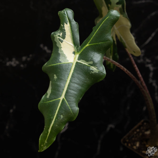 Alocasia sarian albo variegated (A49)