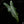 Load image into Gallery viewer, Alocasia sarian albo variegated (A49)
