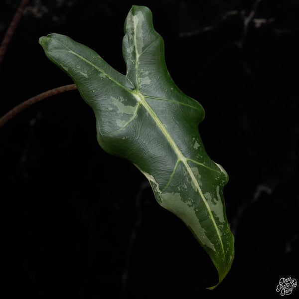 Alocasia sarian albo variegated (A49)