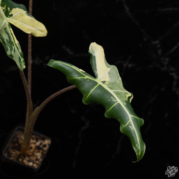 Alocasia sarian albo variegated (B49)